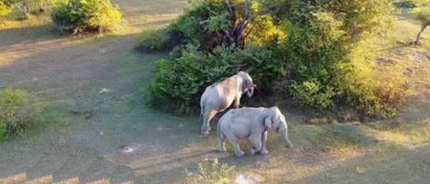 Are There Really White Elephants in Sri Lanka